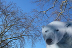 Der Eisbär ist los