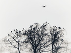 birds I