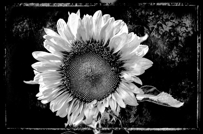 Sonnenblume_01.jpg
