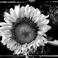 Sonnenblume_01.jpg