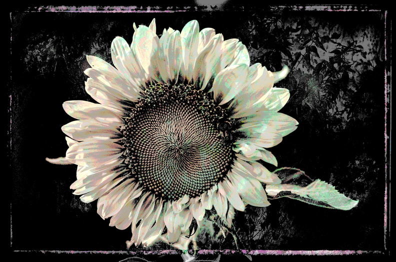 Sonnenblume_02.jpg