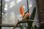 im botanischen Garten_Erinnerung an Madeira_eine Strelitzie