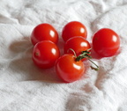 P1500516 Tomaten constanzaweiss