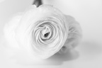 Blume in weißer Vase