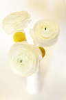 Blume in weißer Vase II