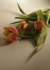 Tulpen3