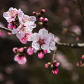 passend z Jahreszeit-Mandelblüte 