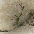 die Blume im Sand