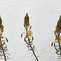 3 Kaktusblüten.jpg