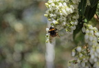 Necktar naschen auf jeder Blüte landen dürfen das ist der Hummel Tageslauf