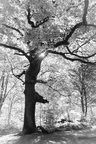 Meine Eiche im Hardwald