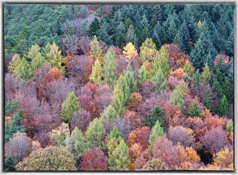 Herbst in der Pfalz.jpg