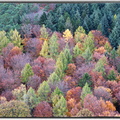 Herbst in der Pfalz