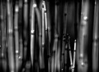 Bambus in schwarz/weiß