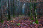 Märchenwald