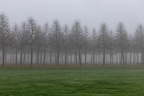 der Schloßgarten in Schwetzingen - im Nebel