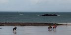 St Malo- chevaux sur la plage