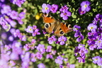 "ein Schmetterling" macht noch keinen Sommer