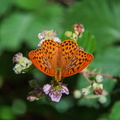 der Kaisermantel-Schmetterling d Jahres 22