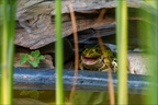 Frosch lacht Fotografin aus
