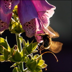 BSSSS