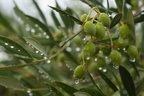 gruene Oliven