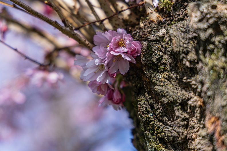 Kirschblüte; auch etwas Knorriges hat etwas Schönes           ( 23_Schwetzingen) 