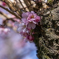 Kirschblüte; auch etwas Knorriges hat etwas Schönes           ( 23_Schwetzingen) 