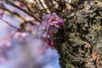 Kirschblüte im Schloßgarten            ( 23_Schwetzingen) 