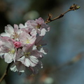 überregionales Ereignis_Kirschblüte im Schloßgarten             (23_Schwetzingen ) 