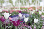 BUGA Mannheim