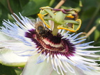 Passionsblume mit Biene