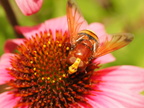 Biene oder Wespe?