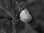 Schnecke