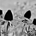 Blumen in Schwarz-Weiß I