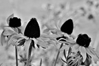 Blumen in Schwarz-Weiß I