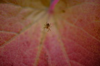 Herbstspinne