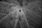 Herbstspinne SW