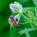 honey bee.JPG