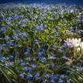 Scilla-Blüte im Botanischen Garten