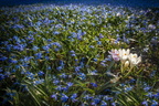 Scilla-Blüte im Botanischen Garten