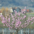Mandelblüte Edenkoben