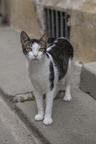 Miau
