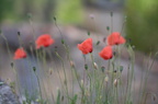 Provence - Malerischer Mohn