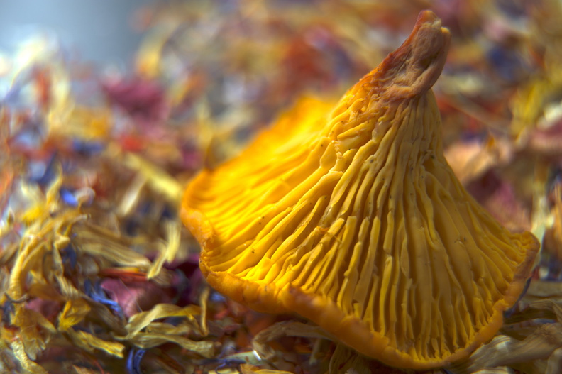 Pilz an Blüte Kopie.jpg