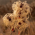 DSCF1010