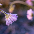 DSCF1022