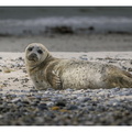 Robben auf Helgoland