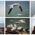 Basstölpel auf Helgoland
