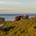 Helgoland: Klippenschafe